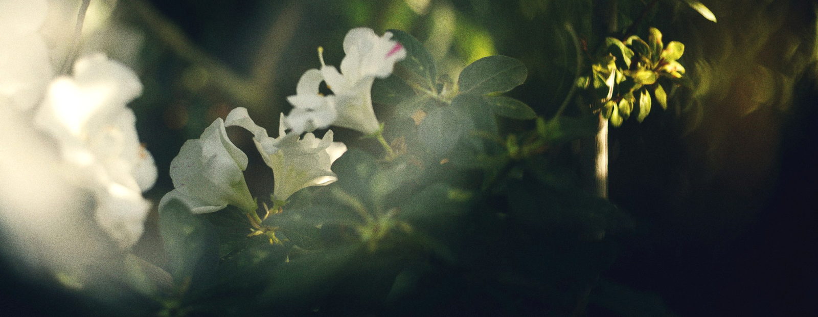 White flowers in soft light among dark green leaves